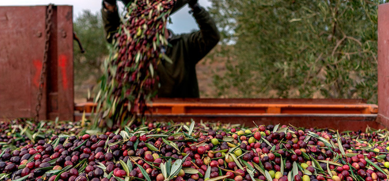 Revolucionando la Tradición: Innovaciones en la Producción de Aceite de Oliva