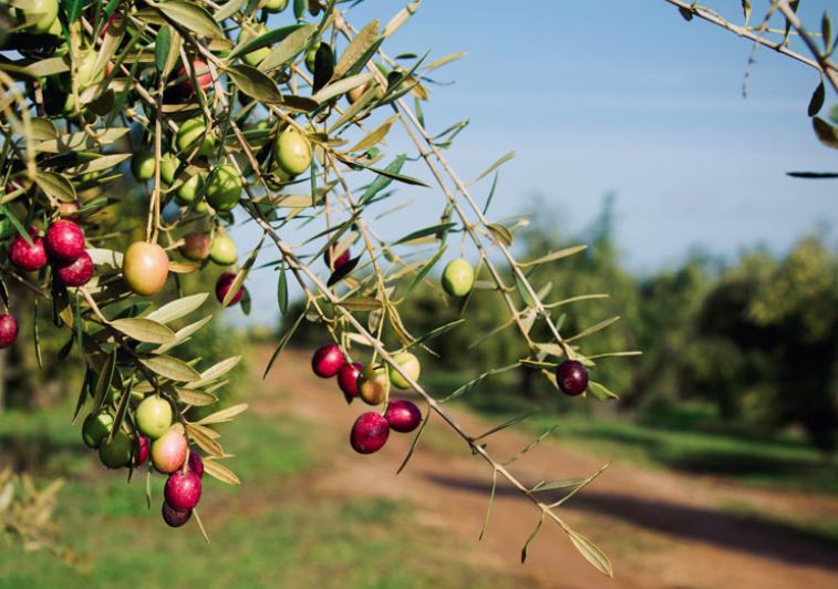 ¿Sabías que enero es clave para la poda de olivos? 