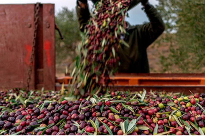 Beneficios del Aceite de Oliva Virgen Extra para el Sistema Inmunológico en Invierno